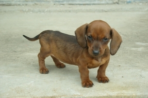 狗狗图片：腊肠犬