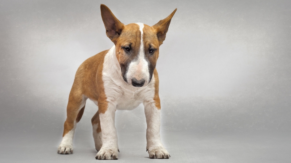 斗牛梗图片 动物狗图片 梗类犬图片大全