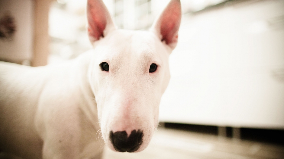 斗牛梗图片 动物狗图片 梗类犬图片大全