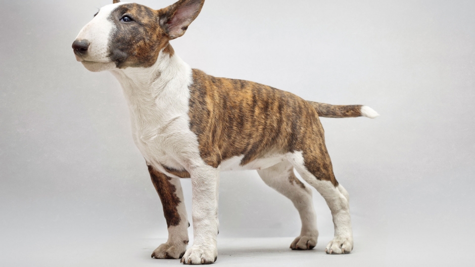 斗牛梗图片 动物狗图片 梗类犬图片大全