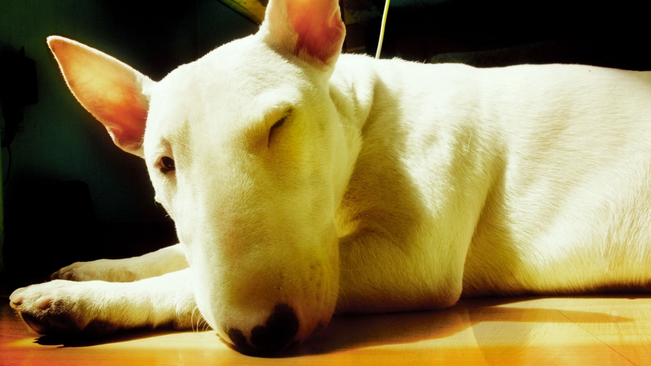 斗牛梗图片 动物狗图片 梗类犬图片大全