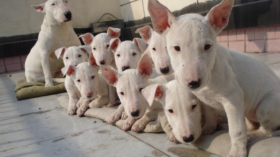 斗牛梗图片 动物狗图片 梗类犬图片大全