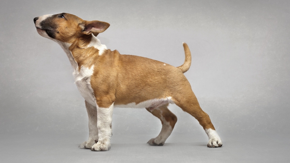 斗牛梗图片 动物狗图片 梗类犬图片大全