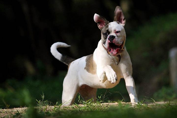 斗牛梗图片 动物狗图片 梗类犬图片大全