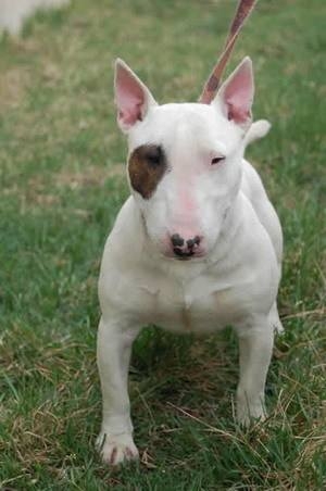 斗牛梗图片 动物狗图片 梗类犬图片大全