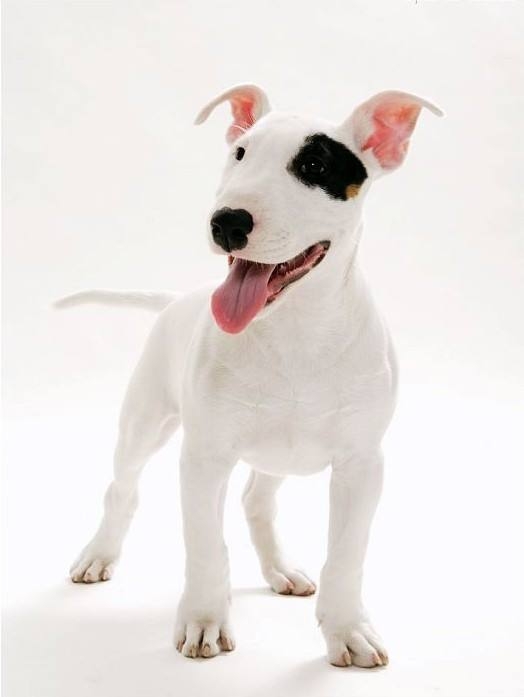 斗牛梗图片 动物狗图片 梗类犬图片大全