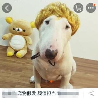 淘宝的搞笑奇葩宝贝狗头饰图片：求狗狗的心