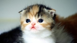 可爱猫咪特写图片