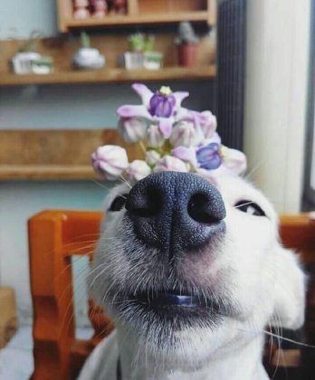 狗狗可爱治愈的笑容摄影图片