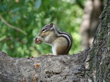 小花松鼠的美餐