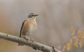 红尾鸫鸟类图片大全