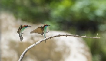 蓝喉蜂虎鸟类图片