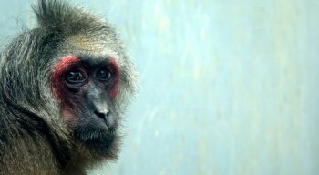不同的猴子不同的生活