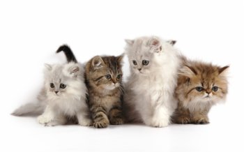 可爱的宠物小猫小狗