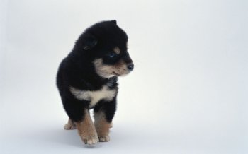 萌系小狗精选壁纸