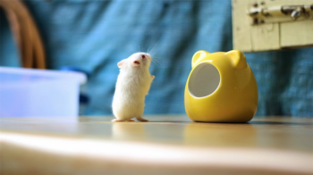 可爱软萌仓鼠动物图片大全