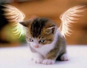 可爱猫咪幽默搞笑生活图片