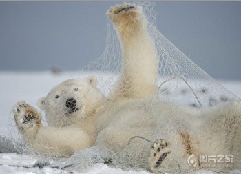 自娱自乐的北极熊