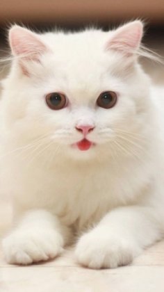 白色猫咪吐舌萌