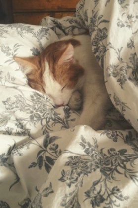 萌宠温馨的图片