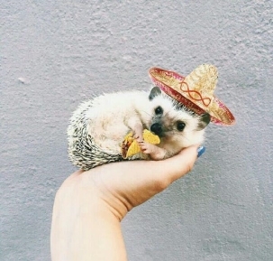 胖成肉球的刺猬