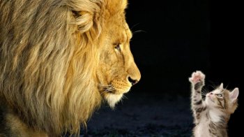 可爱猫咪动物高清桌面壁纸