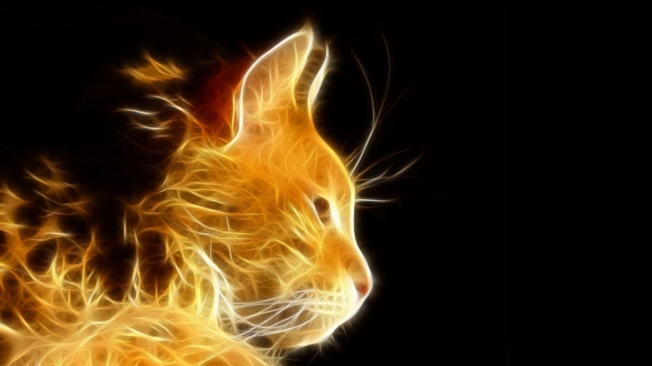 可爱猫咪动物高清桌面壁纸