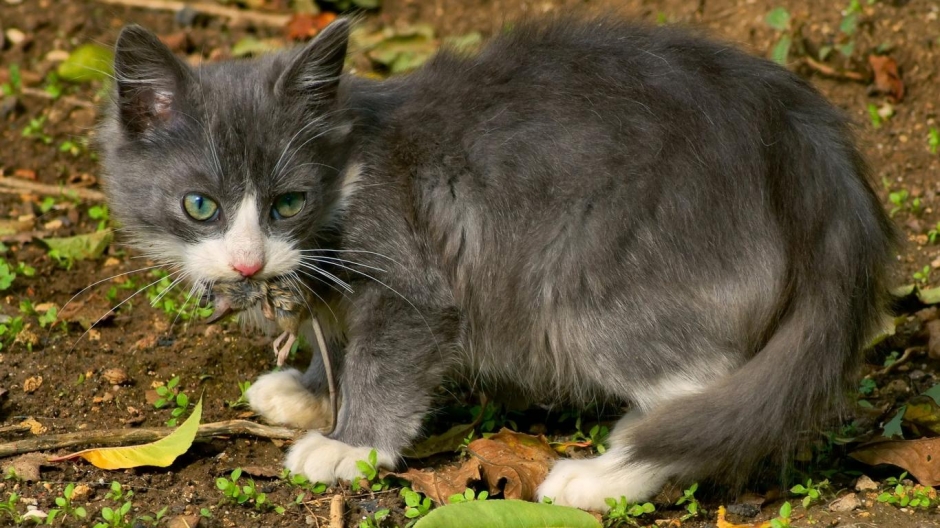 可爱猫咪动物高清桌面壁纸