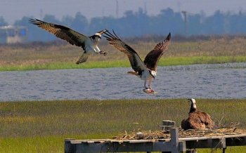 鱼鹰高清电脑壁纸
