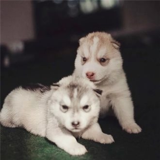 哈士奇可爱幼犬