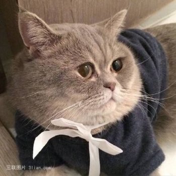 胖萌猫咪