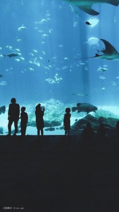 海底世界深海鲸