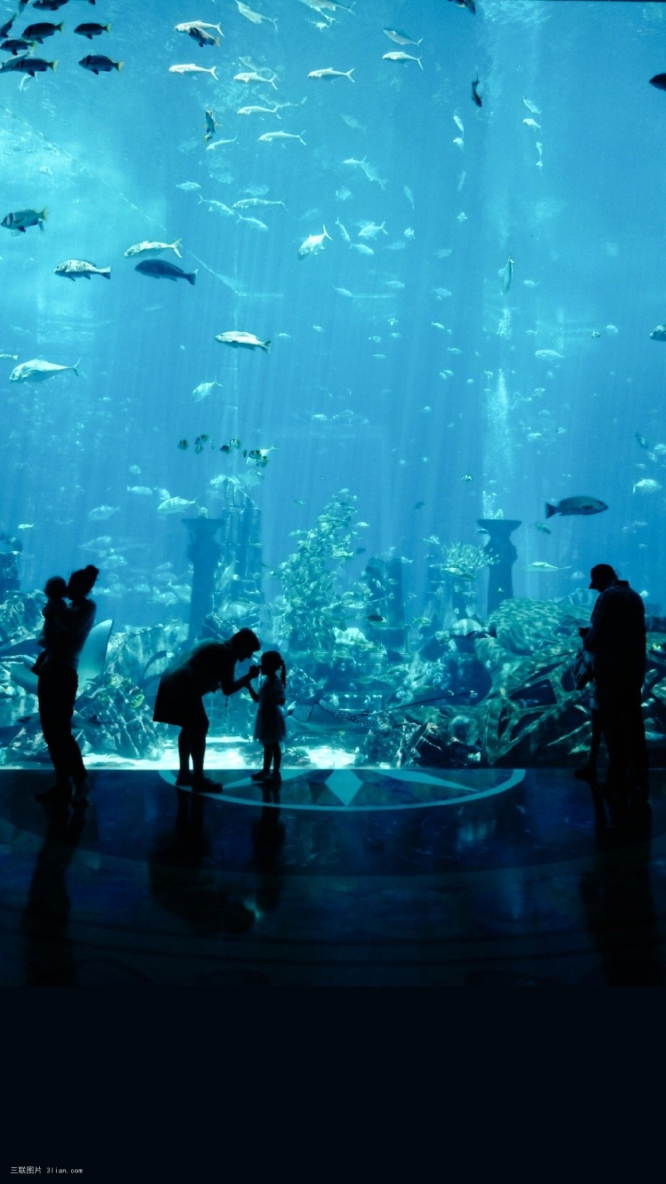 海底世界深海鲸