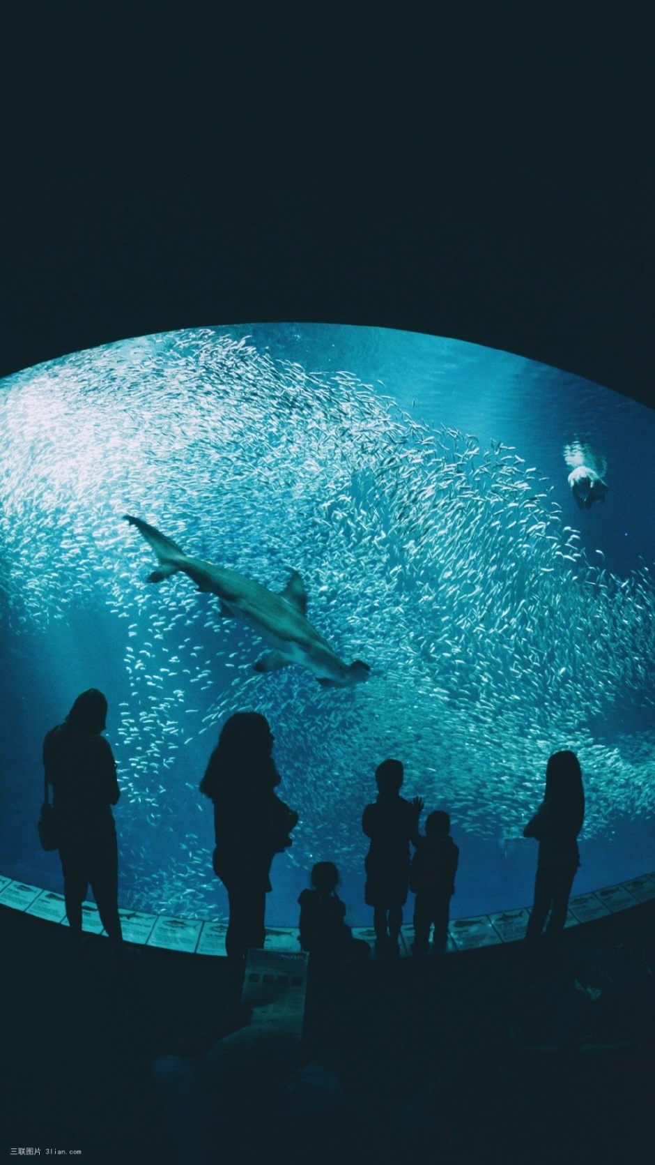 海底世界深海鲸