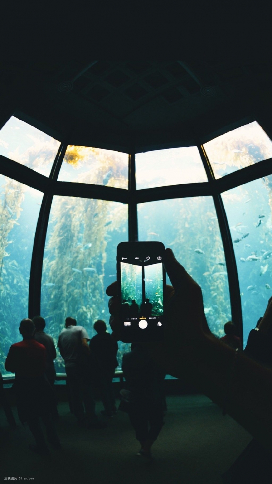 海底世界深海鲸