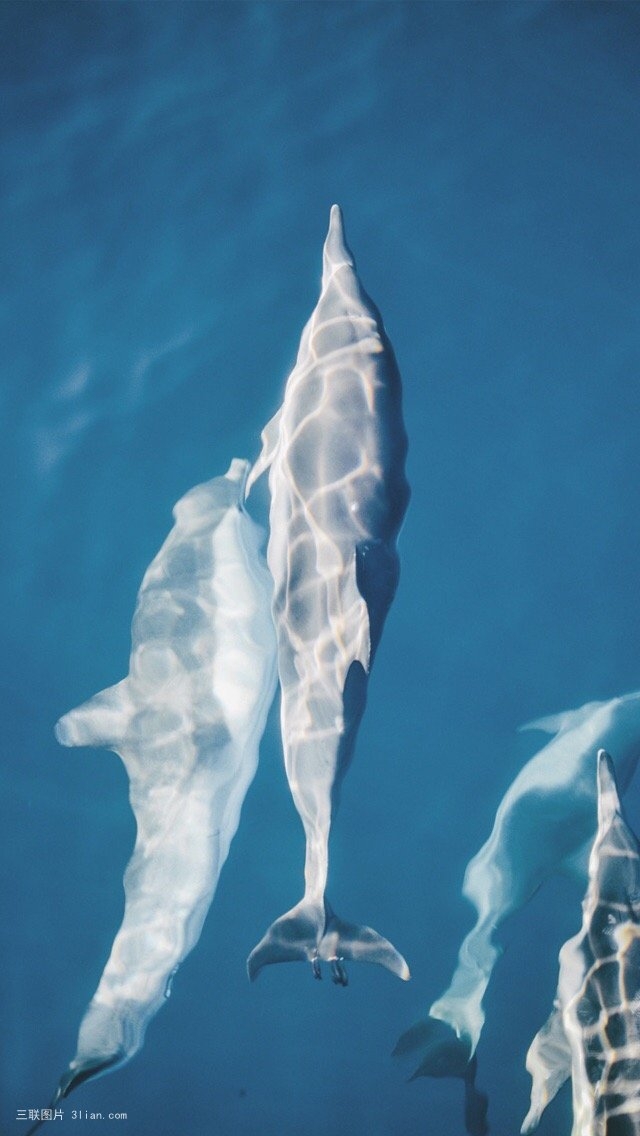 海底世界深海鲸