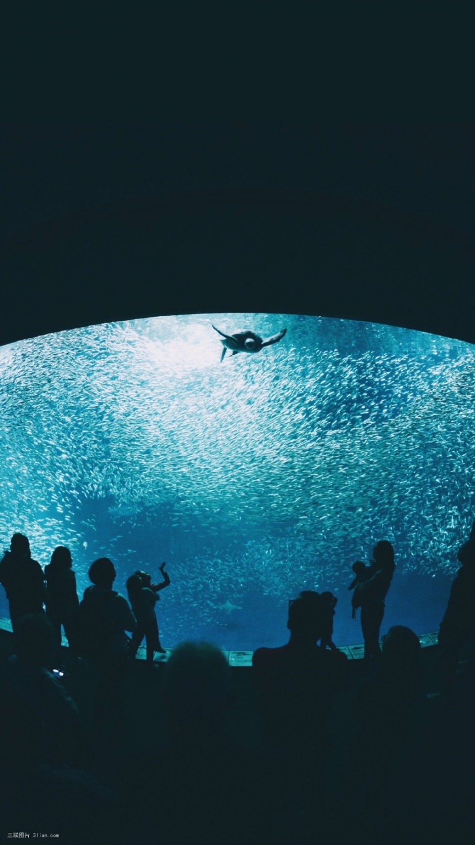 海底世界深海鲸