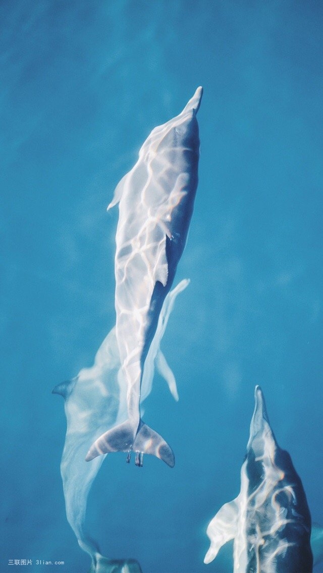 海底世界深海鲸