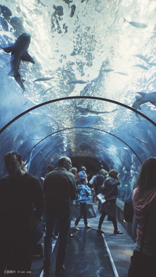 海底世界深海鲸