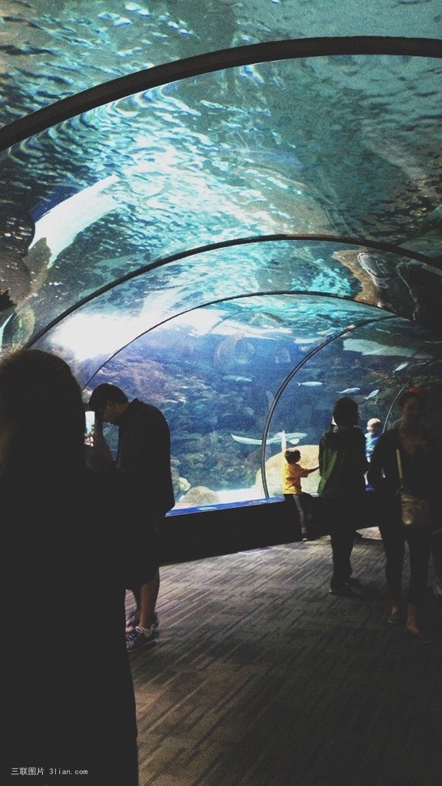 海底世界深海鲸