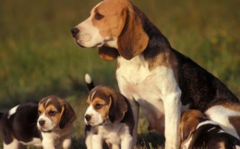 比格犬写真桌面壁纸