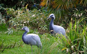 动物图片大全，蓝鹤图片大全