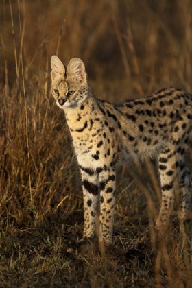 喵星人界的长腿欧巴薮猫 天使的面孔魔鬼般