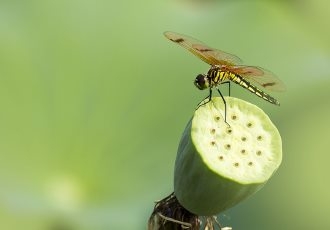蜻蜓小清新特写