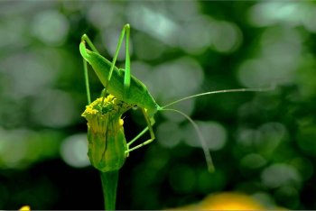 蟋蟀站在花朵上