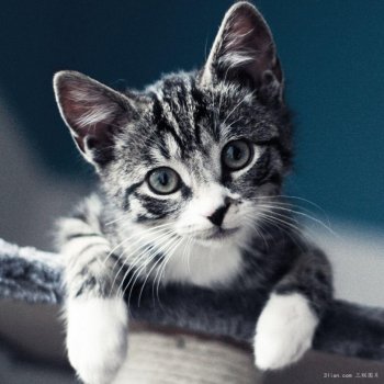 萌萌宠物喵星人