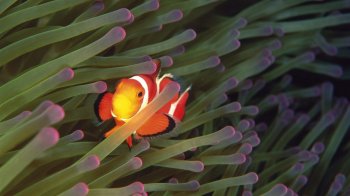 精选缤纷海底藻类高清电脑桌面壁纸