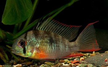 玻利维亚凤凰鱼图片  观赏鱼玻利维亚凤凰鱼