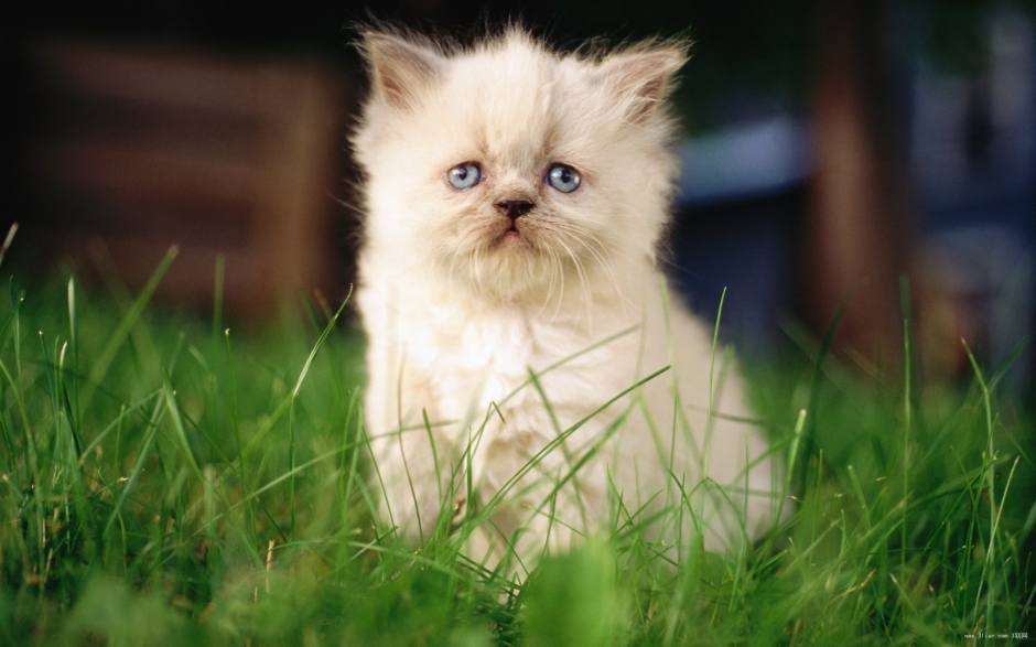户外可爱萌猫