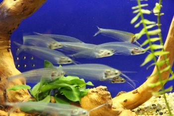 玻璃猫鱼图片  观赏鱼玻璃猫鱼图片